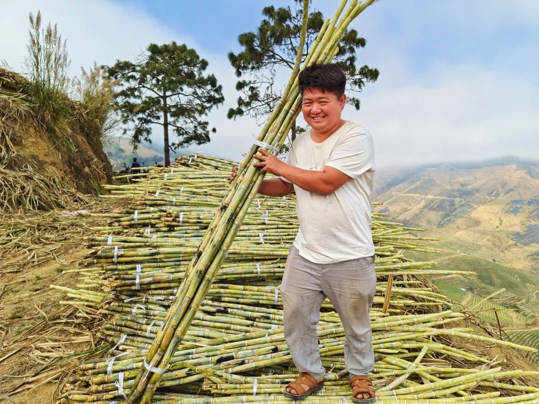 甘蔗种植致富项目_致富甘蔗种植项目有哪些_致富甘蔗种植项目简介