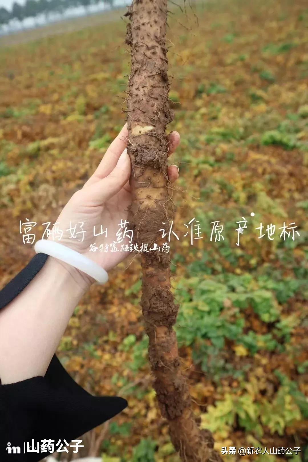 河南焦作温县铁棍山药，8个高产种植知识分享，农民致富好帮手