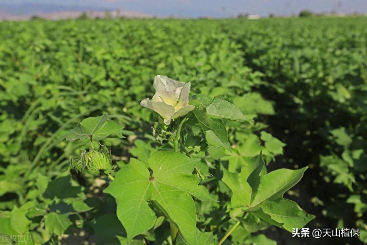 棉花种植技术与管理视频_棉花种植技术_棉花种植技术与管理