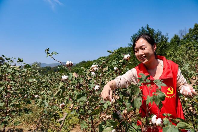 棉花种植技术与管理_棉花种植技术什么时候传入中国_棉花种植技术