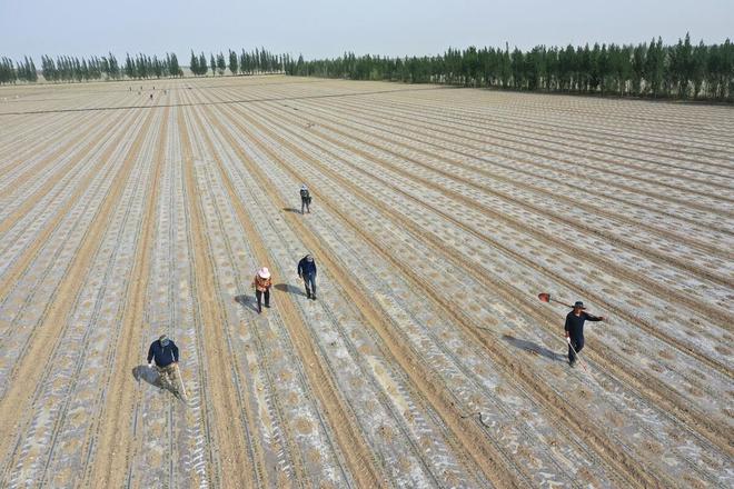 棉花种植技术什么时候传入中国_棉花种植技术_棉花种植技术与管理