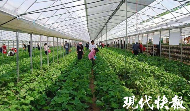 种植草莓利润空间_种植草莓前景_草莓种植致富行业