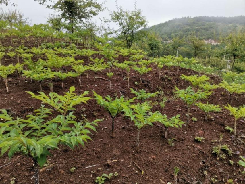 养殖致富能手事迹_蛴螬养殖致富能手_致富养殖视频