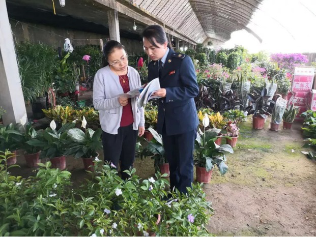 2021年种植板蓝根前景_农业种植致富项目板蓝根_板蓝根种植赚钱吗