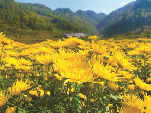 农村致富新项目种植业_致富经种植业_2017农业种植致富