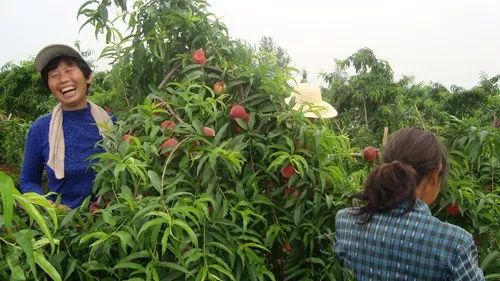 桃树露地栽培全年管理技术讲解