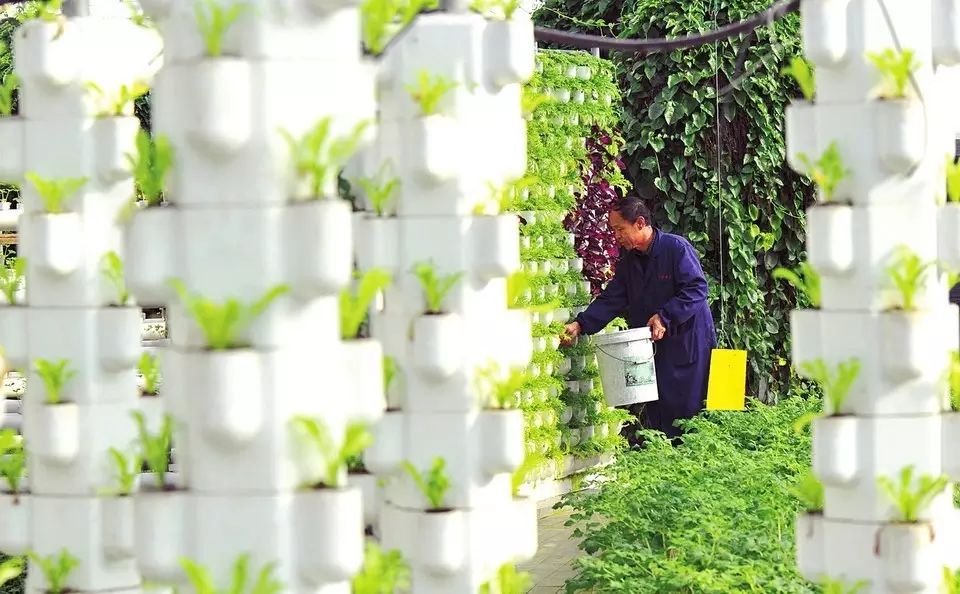 致富种植农业板蓝根项目有哪些_2021年种植板蓝根前景_农业种植致富项目板蓝根