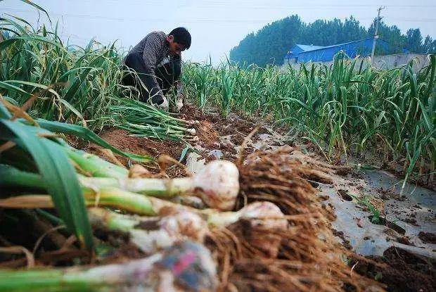 致富种植农业板蓝根项目有哪些_农业种植致富项目板蓝根_2021年种植板蓝根前景