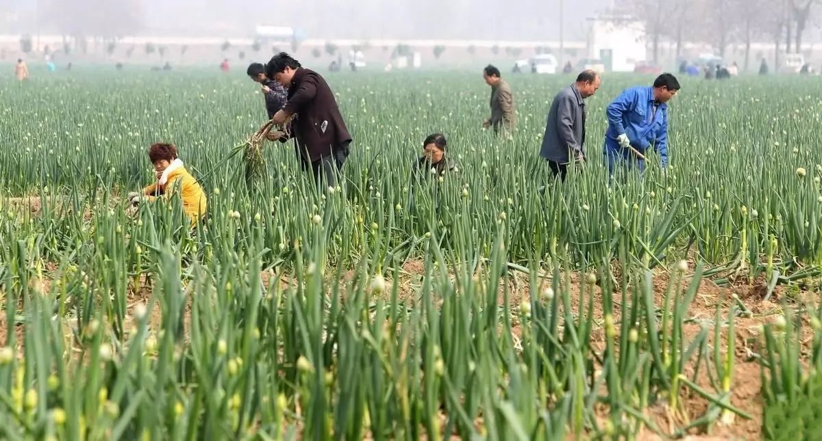 致富种植农业板蓝根项目有哪些_农业种植致富项目板蓝根_2021年种植板蓝根前景