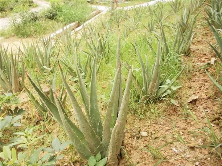 2021年种植板蓝根前景_致富种植农业板蓝根项目有哪些_农业种植致富项目板蓝根