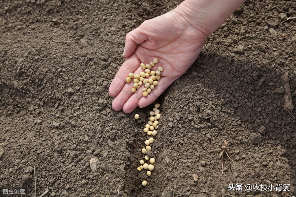 夏季种植黄豆技术_夏季黄豆种植时间和技术_黄豆夏季种植技术视频