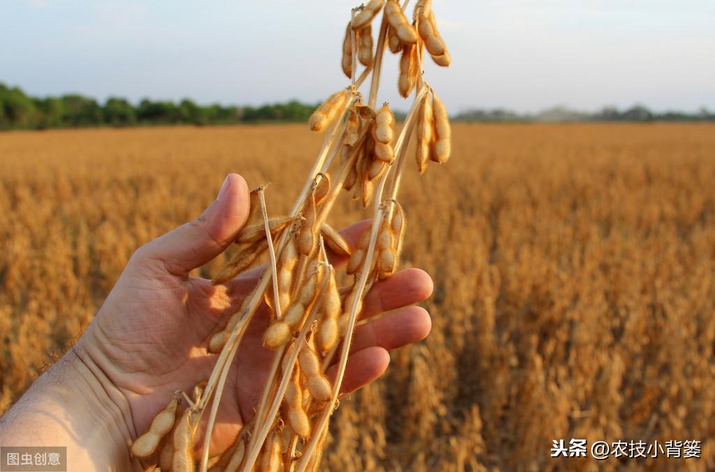 夏季种植黄豆技术_黄豆夏季种植技术视频_夏季黄豆种植时间和技术