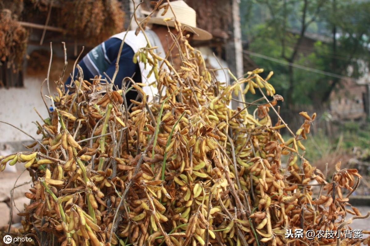 夏季黄豆种植时间和技术_黄豆夏季种植技术视频_夏季种植黄豆技术