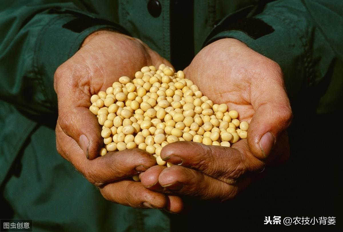 黄豆夏季种植技术视频_夏季黄豆种植时间和技术_夏季种植黄豆技术