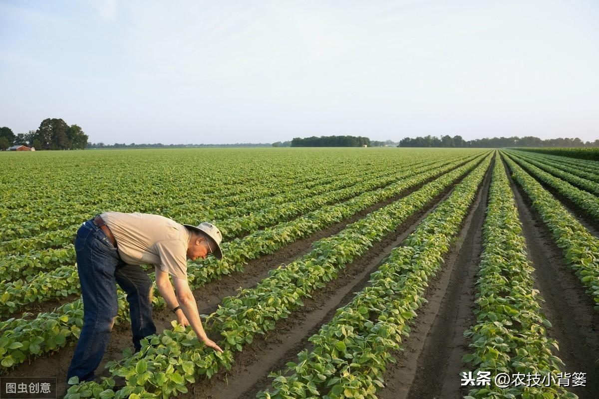 黄豆夏季种植技术视频_夏季黄豆种植时间和技术_夏季种植黄豆技术