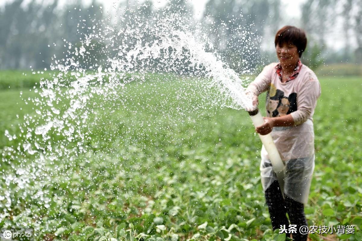 夏季黄豆种植时间和技术_夏季种植黄豆技术_黄豆夏季种植技术视频