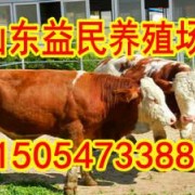 山东益民牧业大型肉牛养殖场