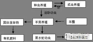 羊粪养殖黑水虻技术应用研究