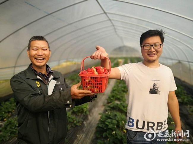 草莓种植致富行业_种植草莓利润空间_致富种植草莓行业现状