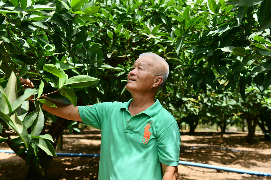 种植荔枝前景_种植荔枝赚钱吗_种植荔枝致富例子