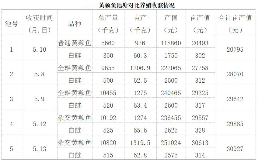 养黄鱼效益怎么样啊_黄丫鱼养殖技术_养殖黄鱼