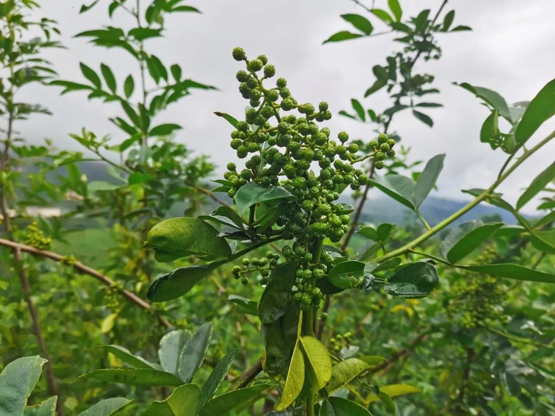 致富花椒种植视频_种植花椒的真实利润_致富经花椒种植致富