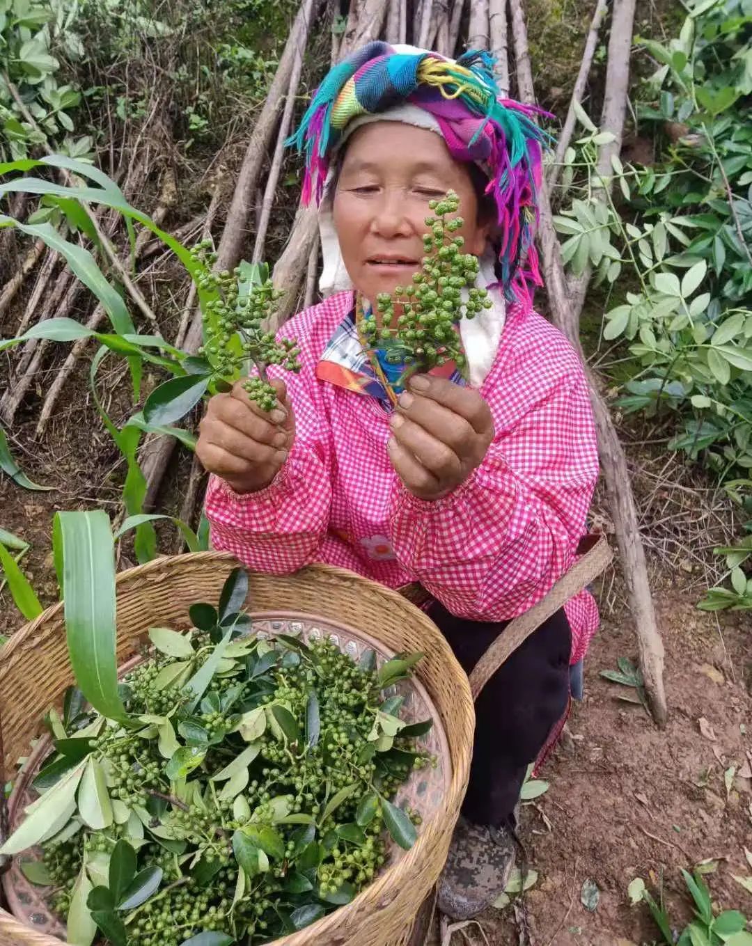 致富经花椒种植致富_种植花椒的真实利润_致富花椒种植视频