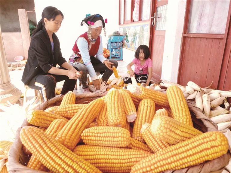 胡蜂养殖效益与前景_致富经杨绍位胡蜂养殖_养蜂胡蜂养殖技术视频播放