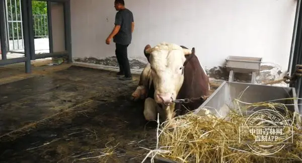 致富经黑龙江养殖鸵鸟_东北养殖鸵鸟_致富黑龙江养殖鸵鸟视频