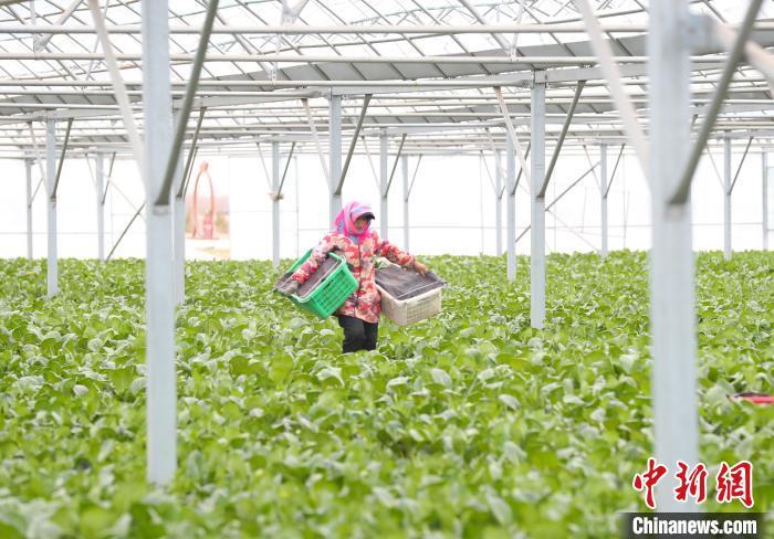 致富种植菜心图片_致富种植菜心视频_种植菜心致富