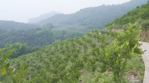 佛手种植致富项目_佛手种植利润_致富种植佛手项目怎么样