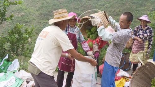 致富种植佛手项目怎么样_佛手种植致富项目_佛手种植利润