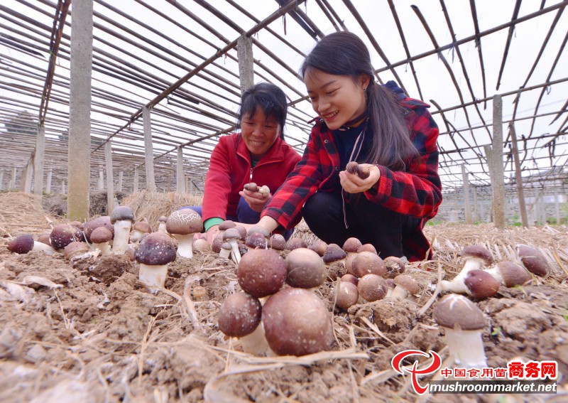 致富种植佛手项目有哪些_致富种植佛手项目介绍_佛手种植致富项目