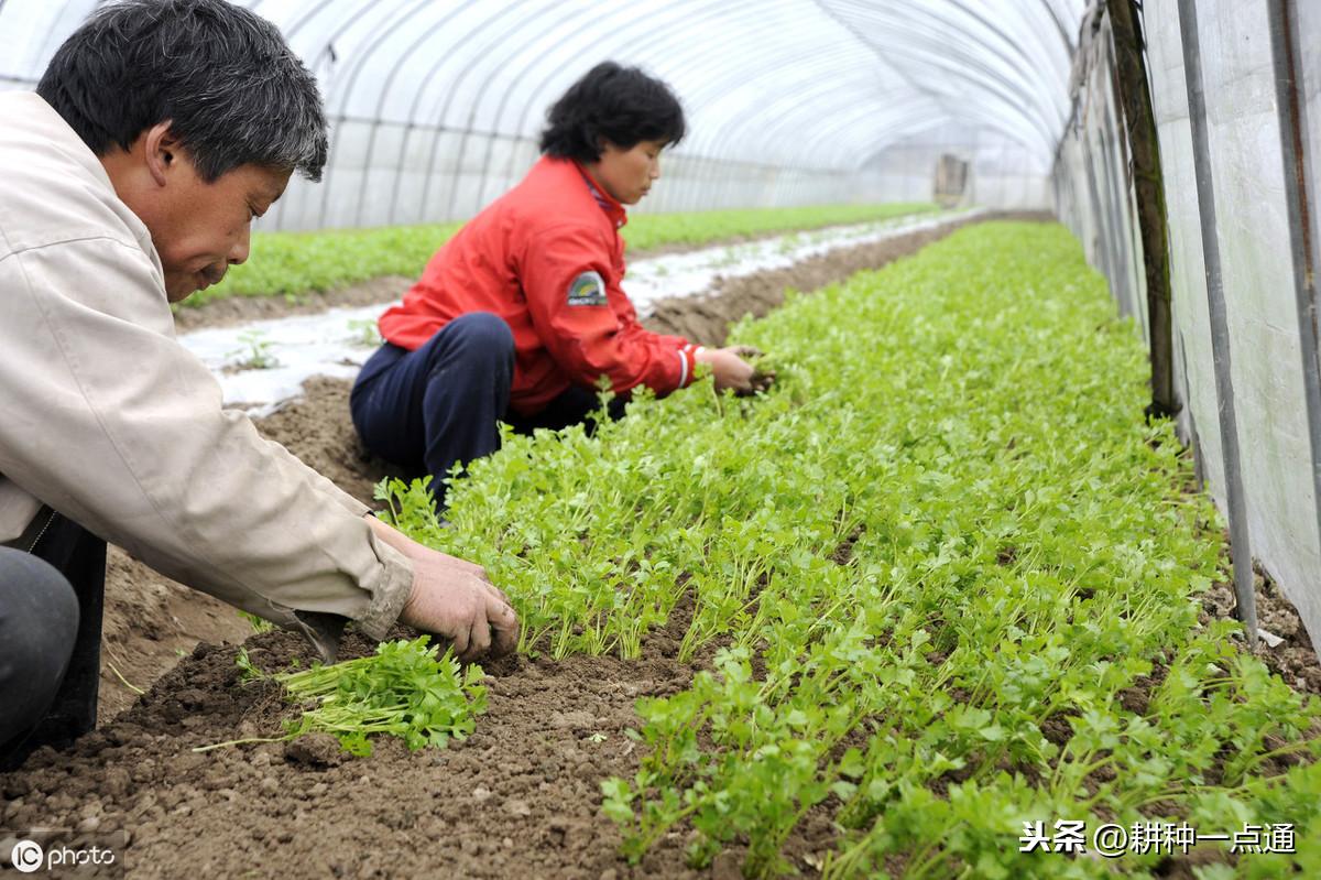 大棚芹菜秋季种植技术_秋季大棚芹菜种植方法_秋季芹菜大棚种植技术要点