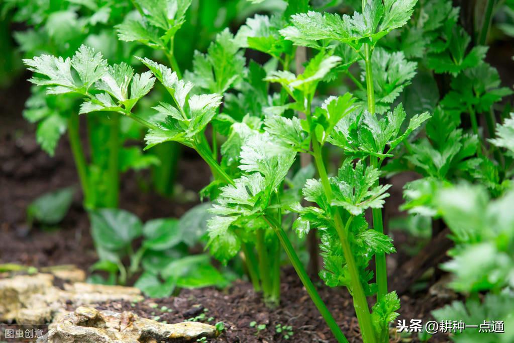 秋季大棚芹菜种植方法_大棚芹菜秋季种植技术_秋季芹菜大棚种植技术要点