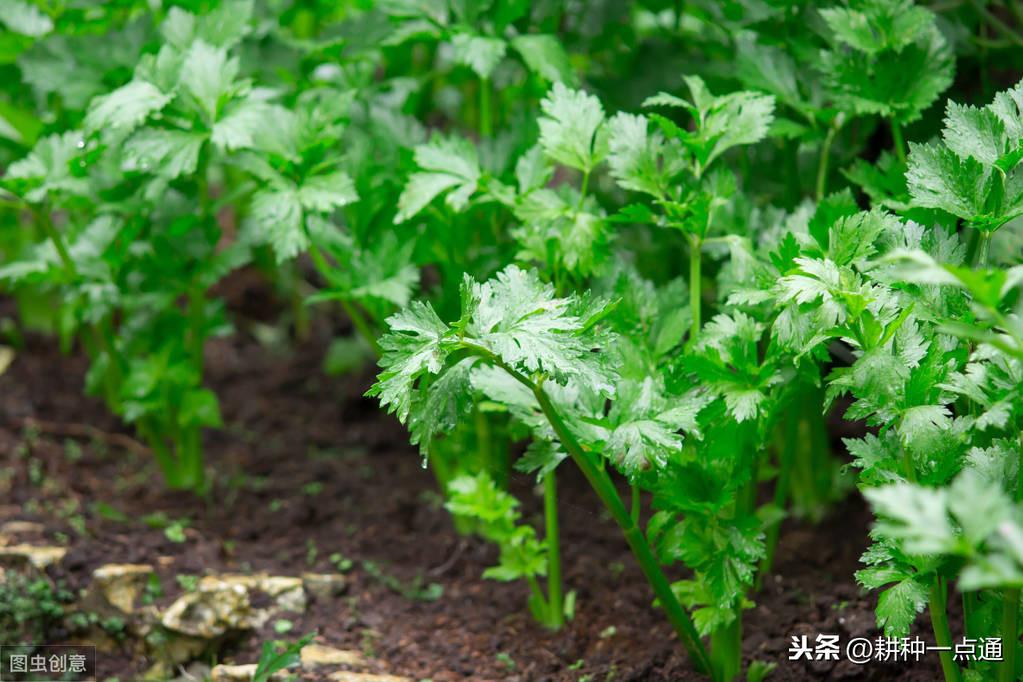 秋季芹菜大棚种植技术要点_秋季大棚芹菜种植方法_大棚芹菜秋季种植技术