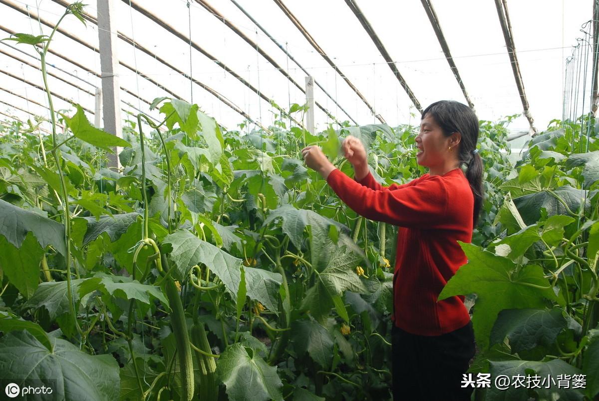 早秋芹菜大棚栽培技术_秋季芹菜大棚种植技术要点_大棚芹菜秋季种植技术