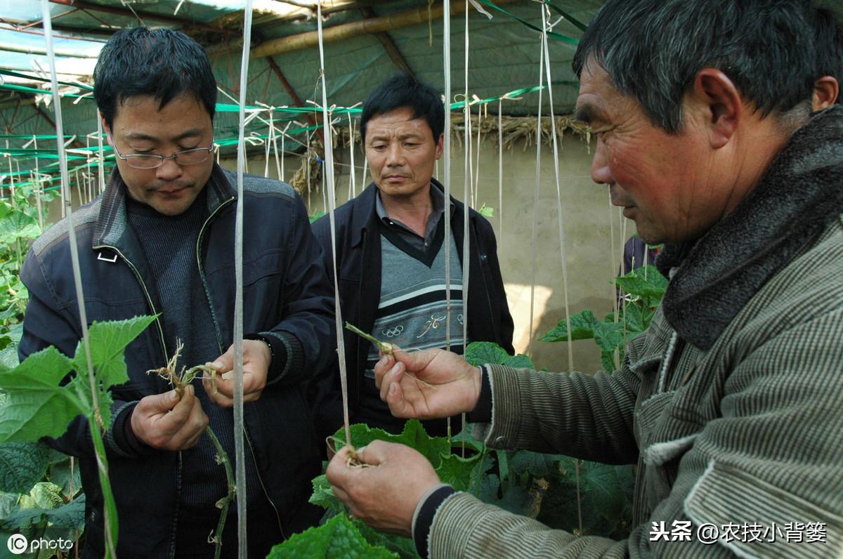 早秋芹菜大棚栽培技术_大棚芹菜秋季种植技术_秋季芹菜大棚种植技术要点