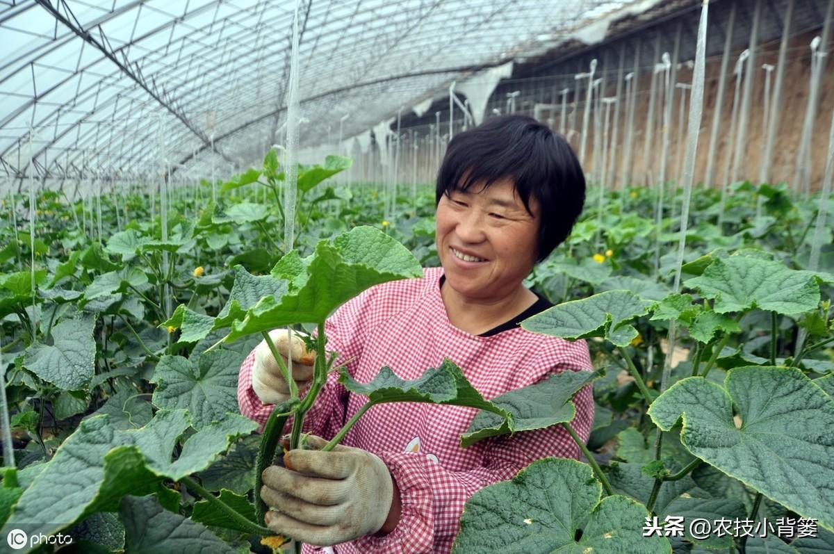 大棚芹菜秋季种植技术_早秋芹菜大棚栽培技术_秋季芹菜大棚种植技术要点