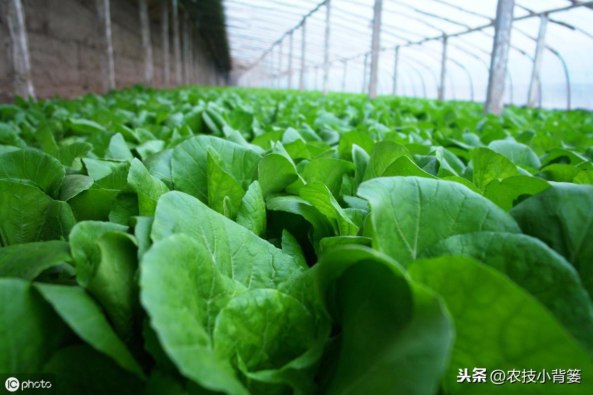 秋季芹菜大棚种植技术要点_大棚芹菜秋季种植技术_早秋芹菜大棚栽培技术