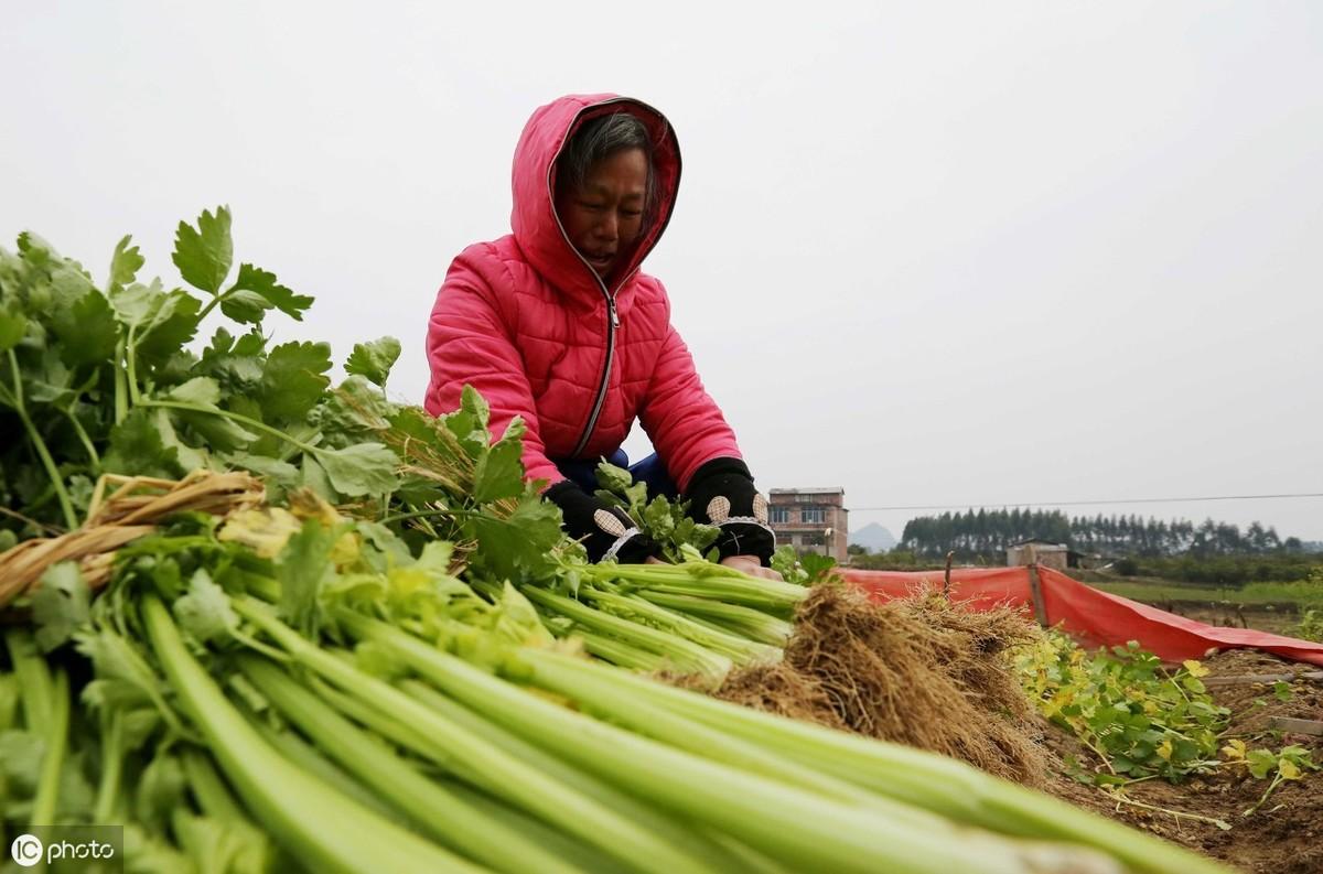 芹菜秋季拱棚栽培技术