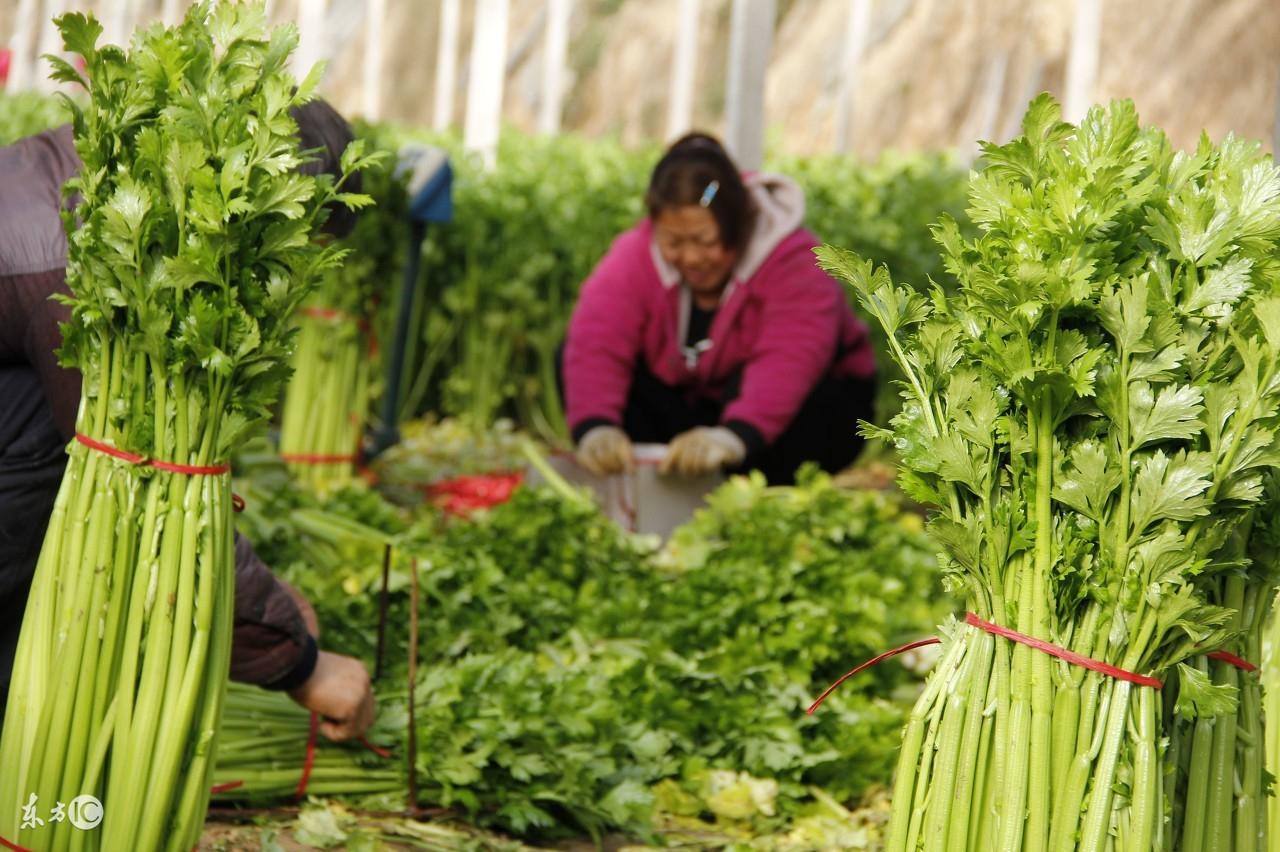 大棚秋延迟芹菜栽培技术（参考）