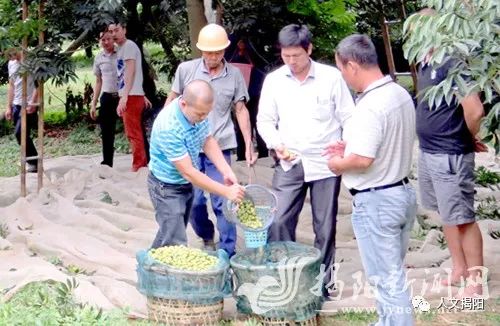 揭西这位大哥！34年种出全国最大的三棱榄种植基地！