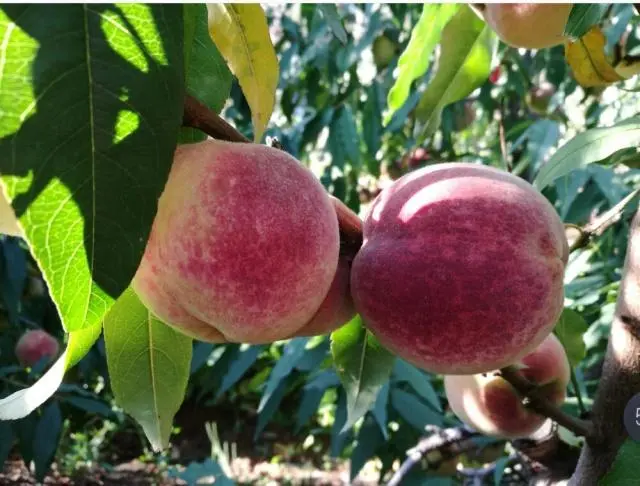 冬桃种植致富_冬桃种植视频致富经_致富种植冬桃怎么样