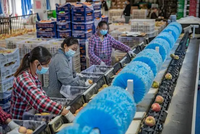 冬桃种植视频致富经_致富种植冬桃图片_冬桃种植致富