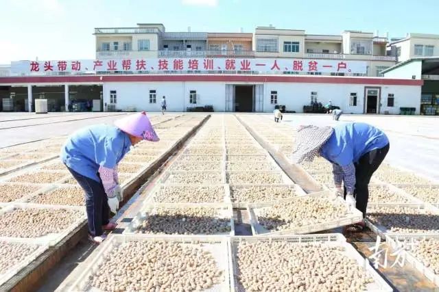 致富经香甜橄榄_橄榄镇鲜甜味主食_富硒甜橄榄