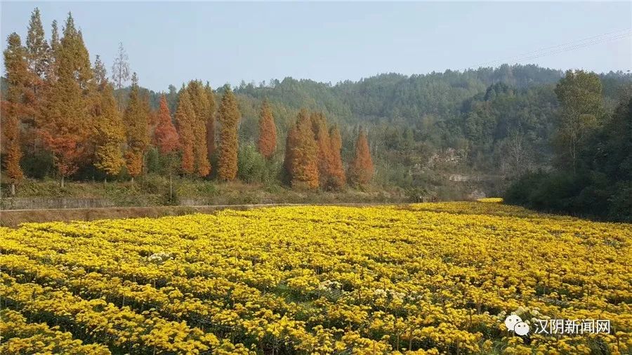 致富种植冬桃怎么样_致富种植冬桃图片_冬桃种植致富