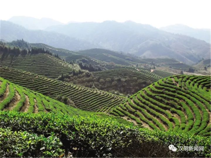 致富种植冬桃图片_致富种植冬桃怎么样_冬桃种植致富