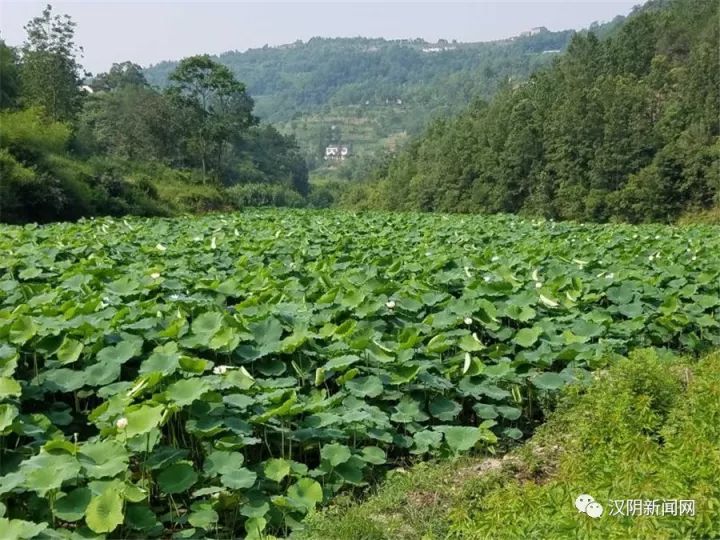 致富种植冬桃怎么样_致富种植冬桃图片_冬桃种植致富