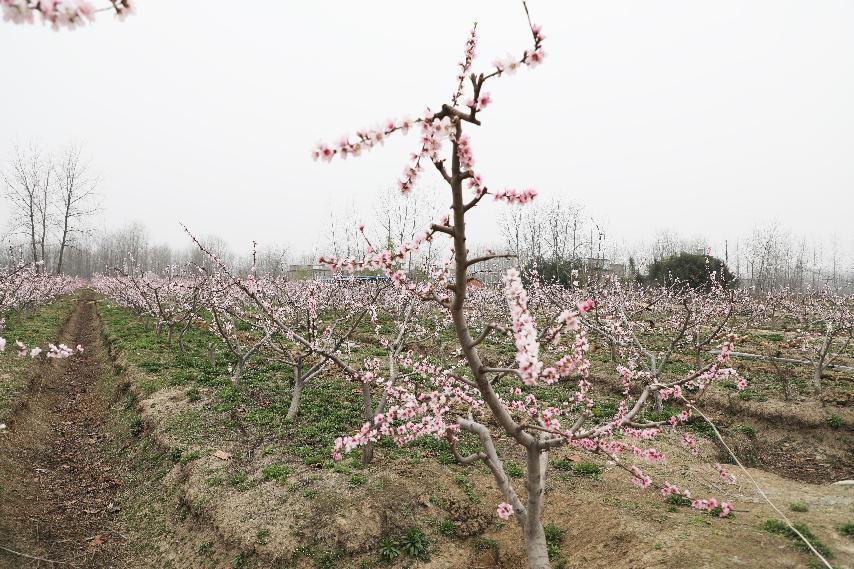 致富种植冬桃视频_冬桃种植视频致富经_冬桃种植致富